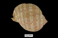 藏品(中華鶉螺)的圖片